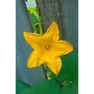 A beautiful little squash flower in our yard.