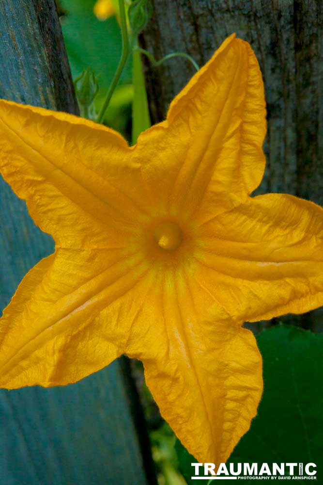 A beautiful little squash flower in our yard.