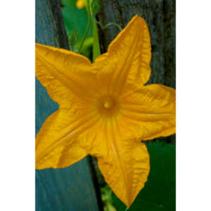 A beautiful little squash flower in our yard.