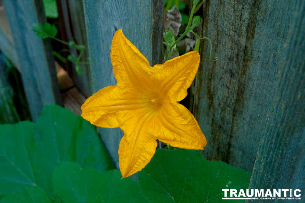 A beautiful little squash flower in our yard.