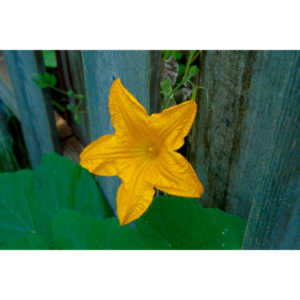 A beautiful little squash flower in our yard.