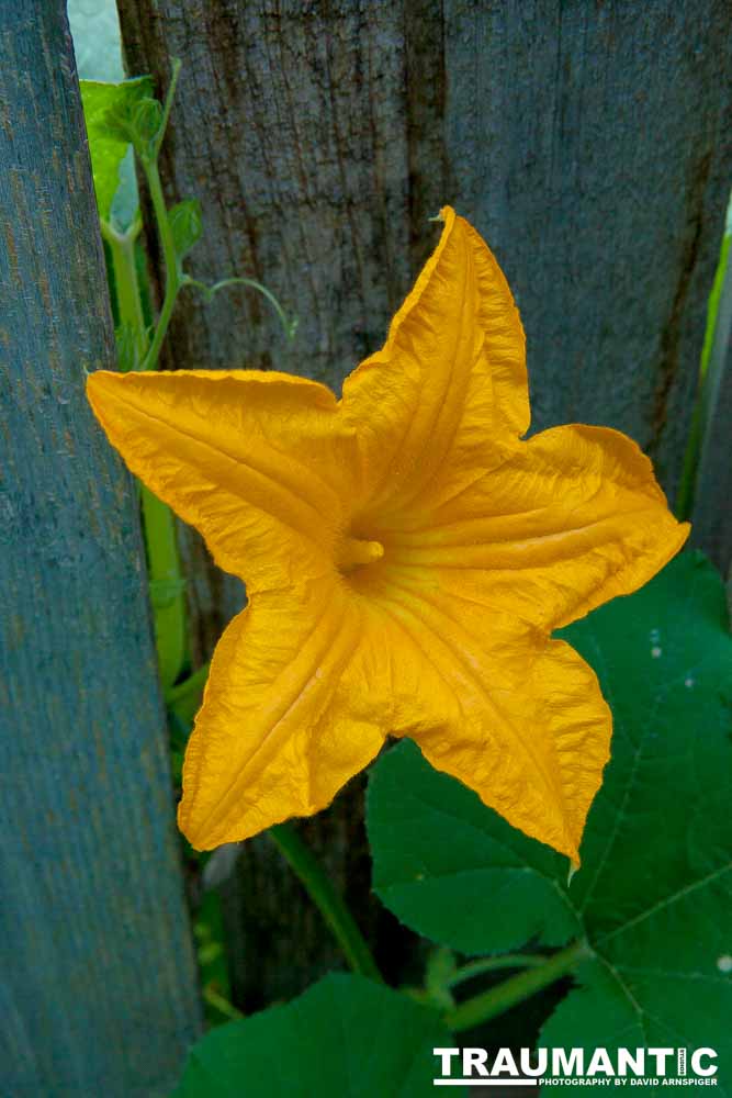 A beautiful little squash flower in our yard.