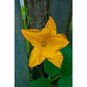 A beautiful little squash flower in our yard.