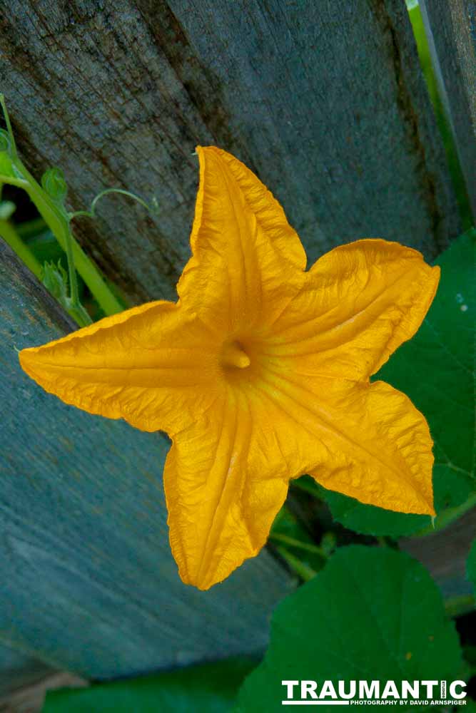 A beautiful little squash flower in our yard.