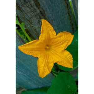 A beautiful little squash flower in our yard.