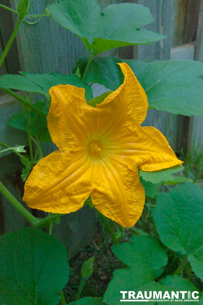 A beautiful little squash flower in our yard.