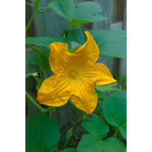 A beautiful little squash flower in our yard.