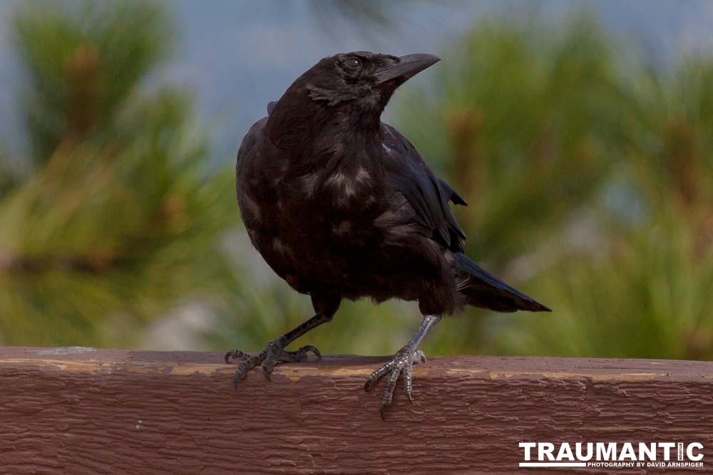 At the gravesite of Buffalo Bill Cody, I saw these beautiful birds.