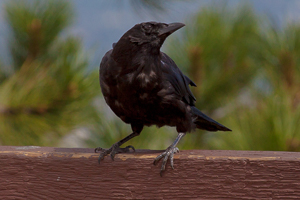 At the gravesite of Buffalo Bill Cody, I saw these beautiful birds.