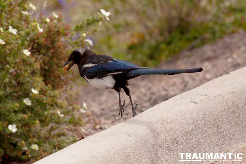 At the gravesite of Buffalo Bill Cody, I saw these beautiful birds.