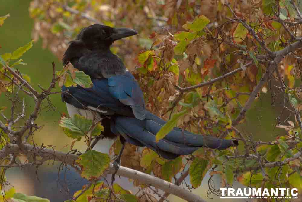 At the gravesite of Buffalo Bill Cody, I saw these beautiful birds.