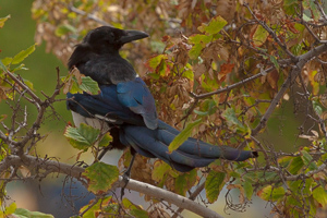 At the gravesite of Buffalo Bill Cody, I saw these beautiful birds.