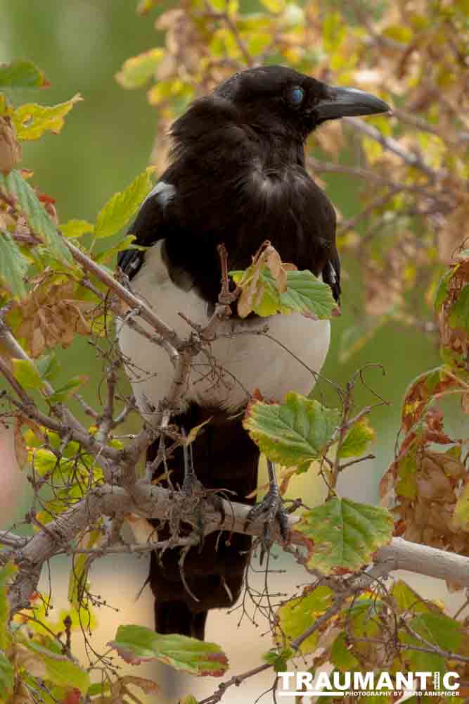 At the gravesite of Buffalo Bill Cody, I saw these beautiful birds.