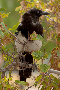 At the gravesite of Buffalo Bill Cody, I saw these beautiful birds.