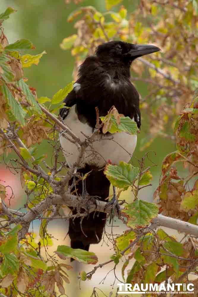 At the gravesite of Buffalo Bill Cody, I saw these beautiful birds.