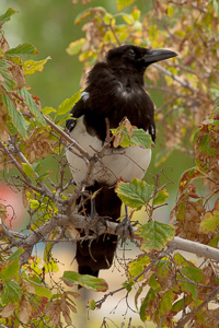 At the gravesite of Buffalo Bill Cody, I saw these beautiful birds.