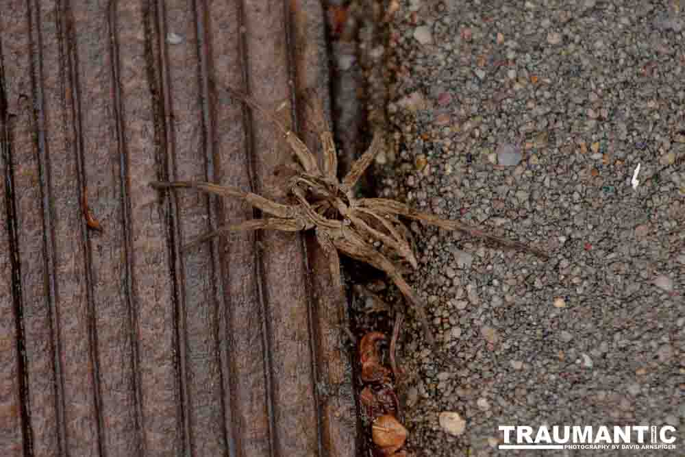 Found this little beauty sitting on my patio as I was photographing birds.