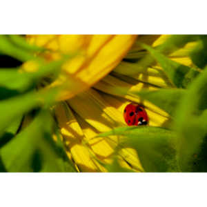 Our sunflower was just starting to open up and it had an occupant.