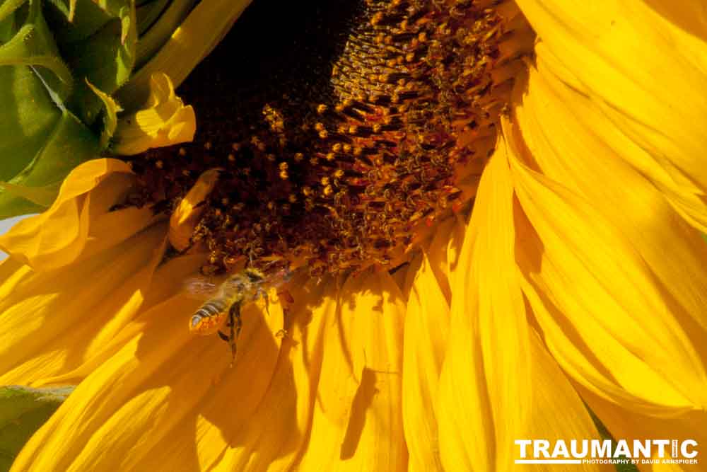 We grew a sunflower that is very popular with the local bee population.