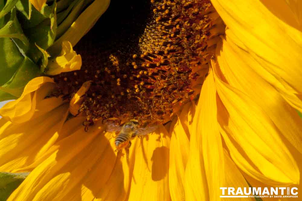 We grew a sunflower that is very popular with the local bee population.