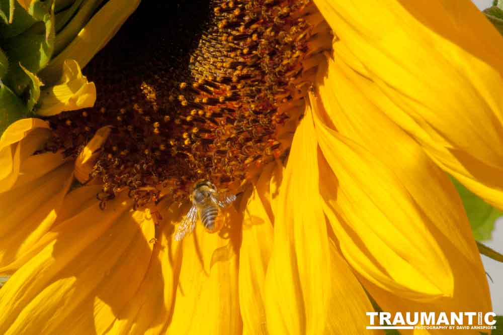 We grew a sunflower that is very popular with the local bee population.