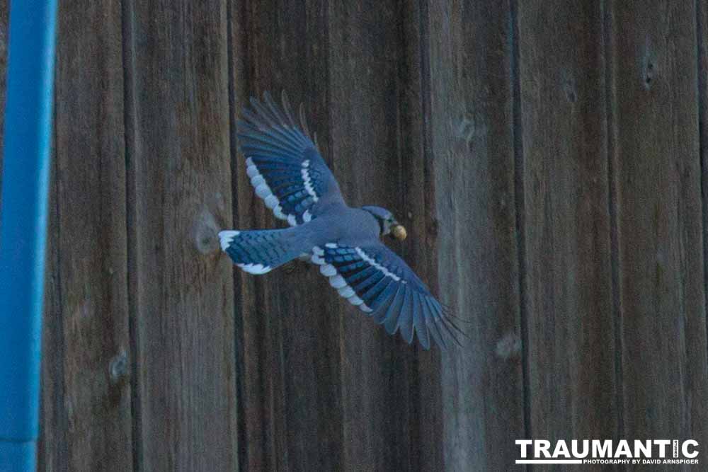 Another round of shots with my backyard aviary.