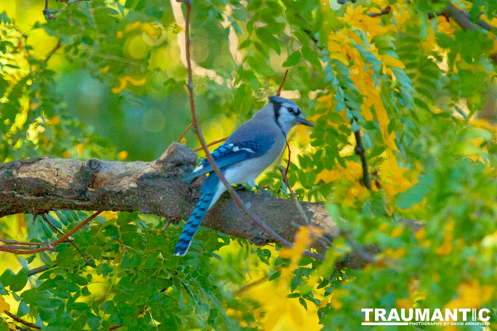 Another round of shots with my backyard aviary.