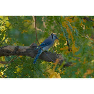 Another round of shots with my backyard aviary.