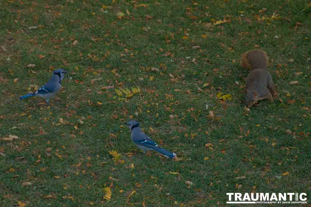 Another round of shots with my backyard aviary.