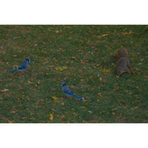 Another round of shots with my backyard aviary.