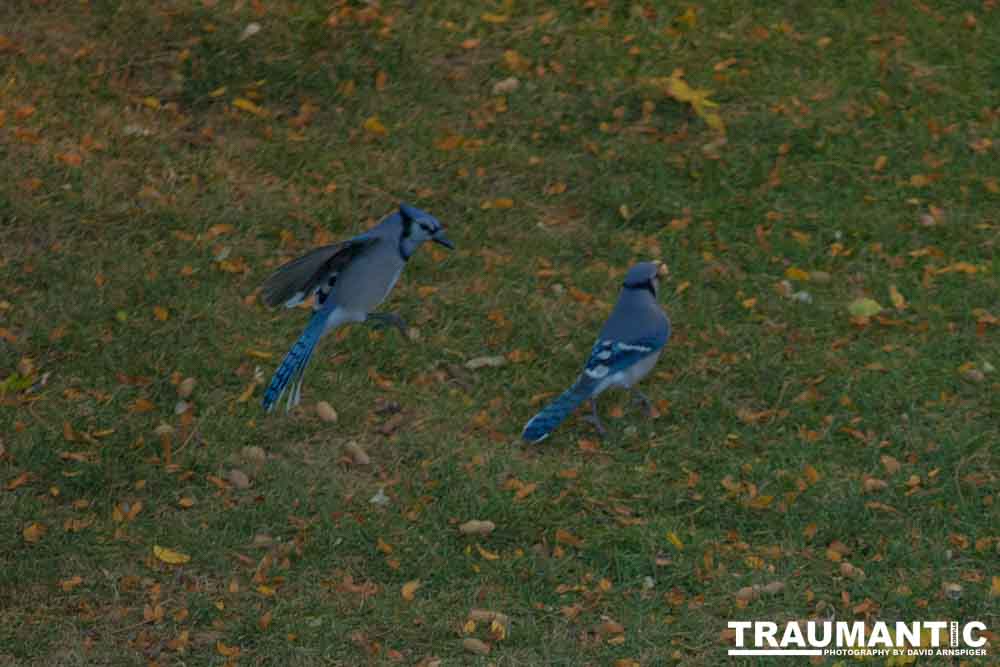 Another round of shots with my backyard aviary.