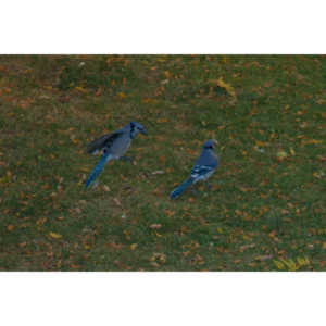 Another round of shots with my backyard aviary.