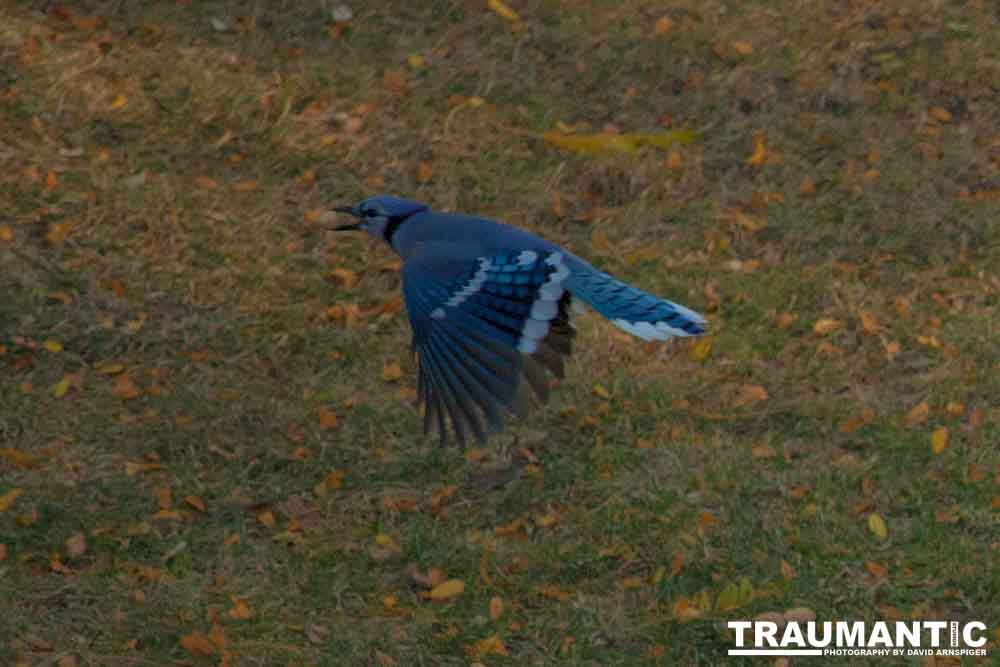 Another round of shots with my backyard aviary.