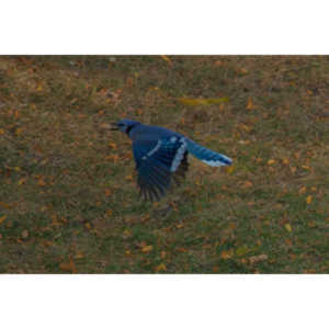 Another round of shots with my backyard aviary.