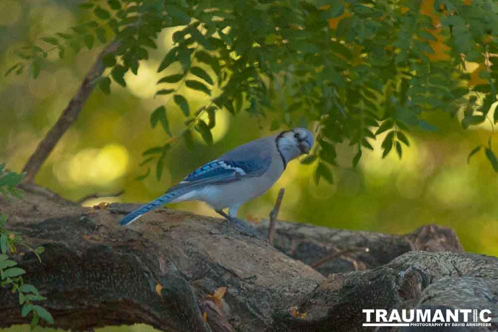 Another round of shots with my backyard aviary.