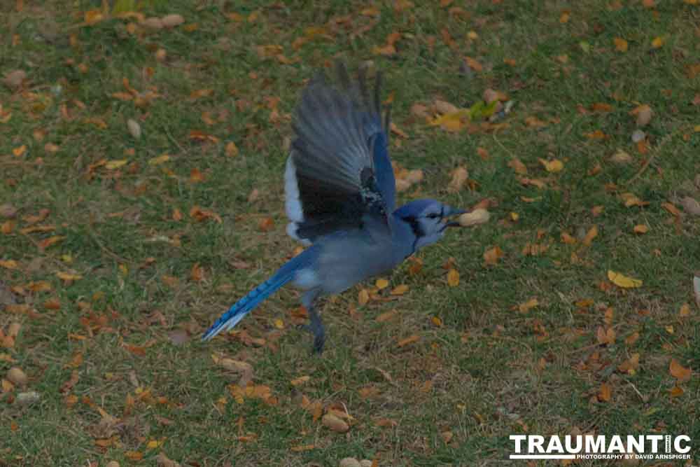 Another round of shots with my backyard aviary.