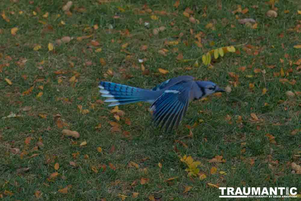 Another round of shots with my backyard aviary.