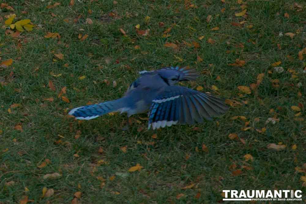 Another round of shots with my backyard aviary.