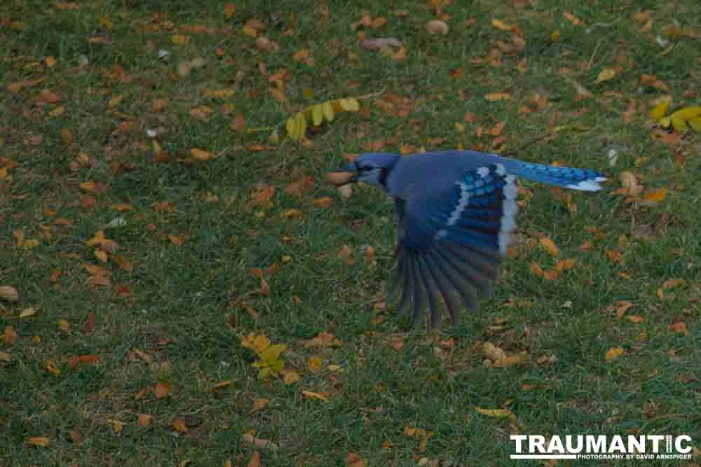 Another round of shots with my backyard aviary.