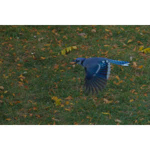 Another round of shots with my backyard aviary.