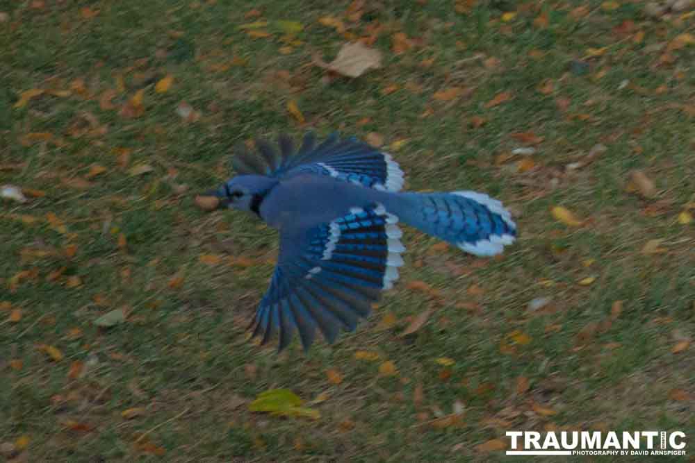 Another round of shots with my backyard aviary.