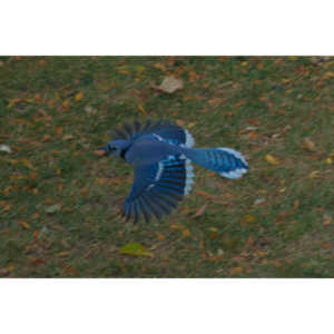 Another round of shots with my backyard aviary.