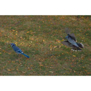 Another round of shots with my backyard aviary.