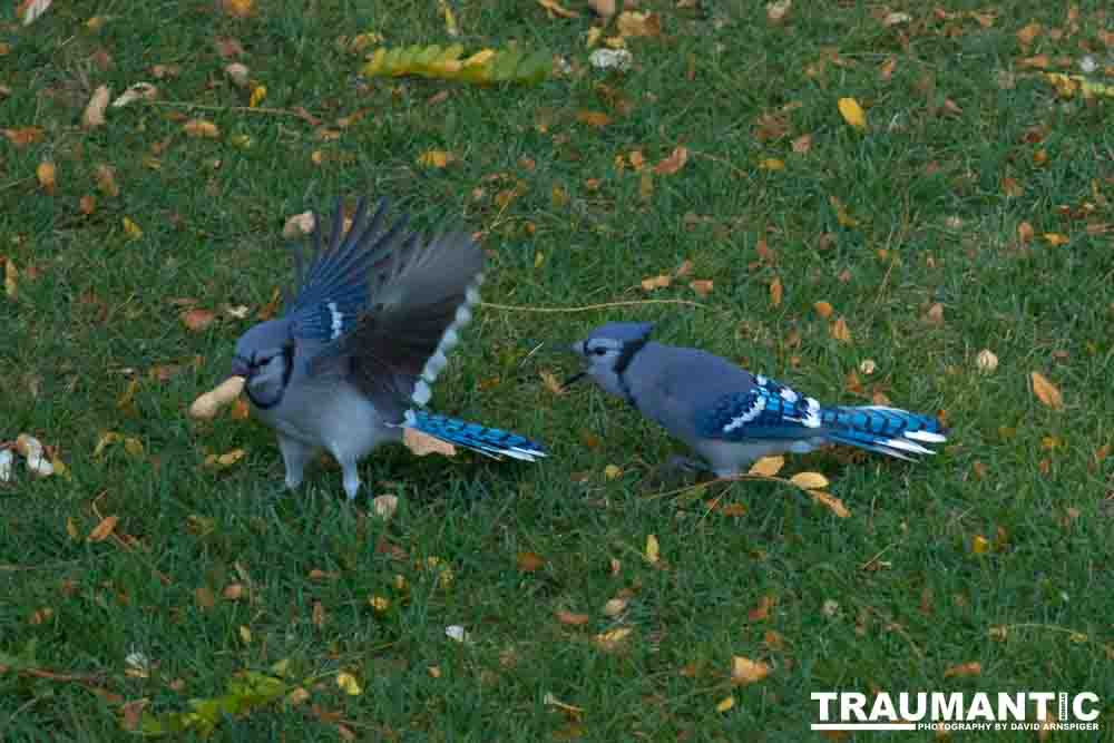 Another round of shots with my backyard aviary.