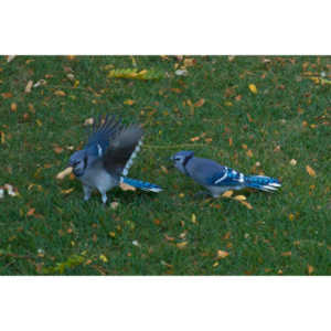 Another round of shots with my backyard aviary.