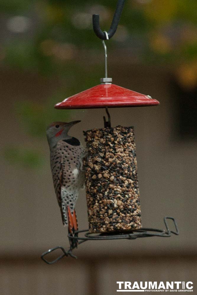 My yard is a menagerie.  I could shoot out there every day.