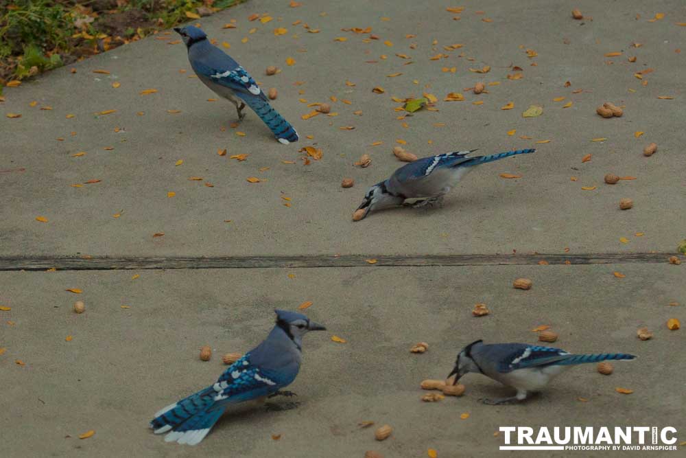 My yard is a menagerie.  I could shoot out there every day.