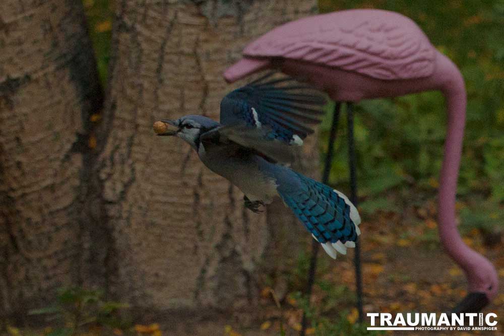 My yard is a menagerie.  I could shoot out there every day.