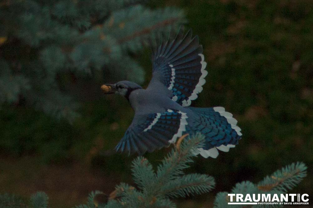 My yard is a menagerie.  I could shoot out there every day.