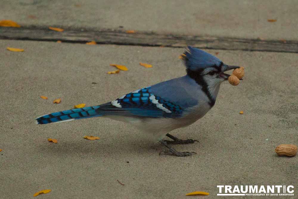 My yard is a menagerie.  I could shoot out there every day.